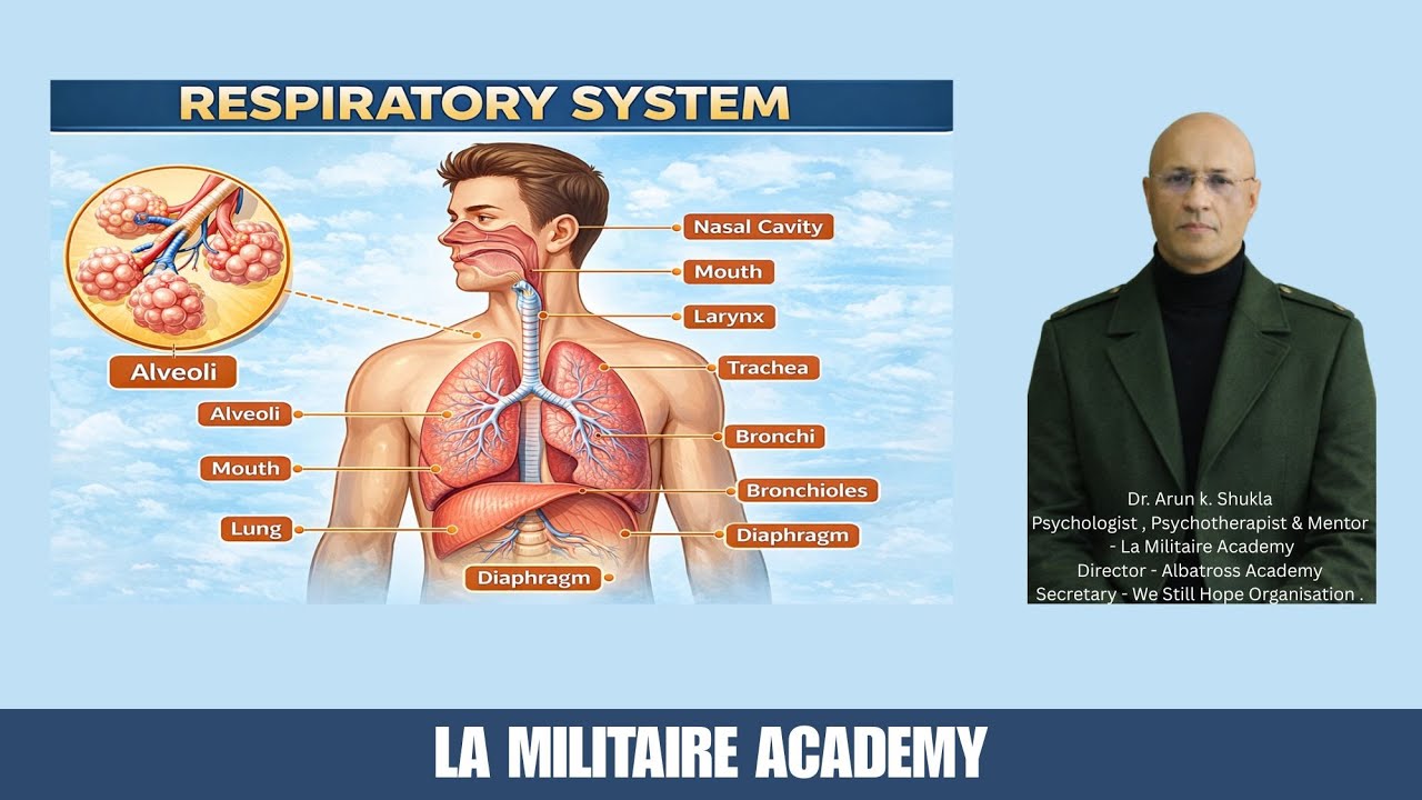Human Respiratory System: Structure, Functions, and the Process of Breathing
