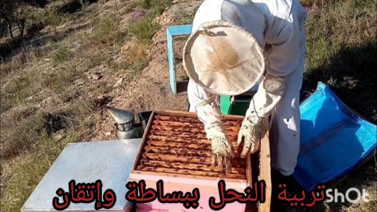 تربية النحل ببساطة وإتقان الجزء (4) #تقسيم#دعم_الخلايا#تنمية_المهاراة#تنمية_المنحل