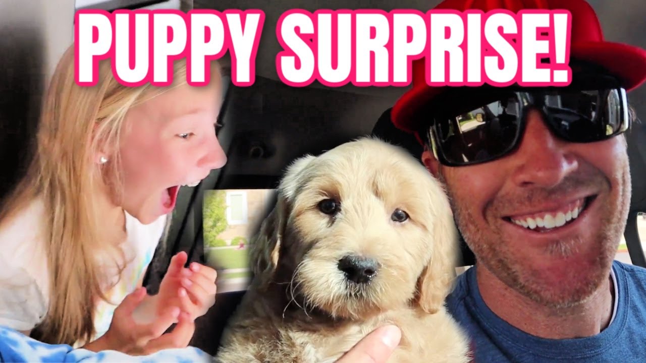 PUPPY SURPRISE! BRINGING HOME OUR NEW PUPPY  | MEET THE MILLERS FAMILY VLOGS