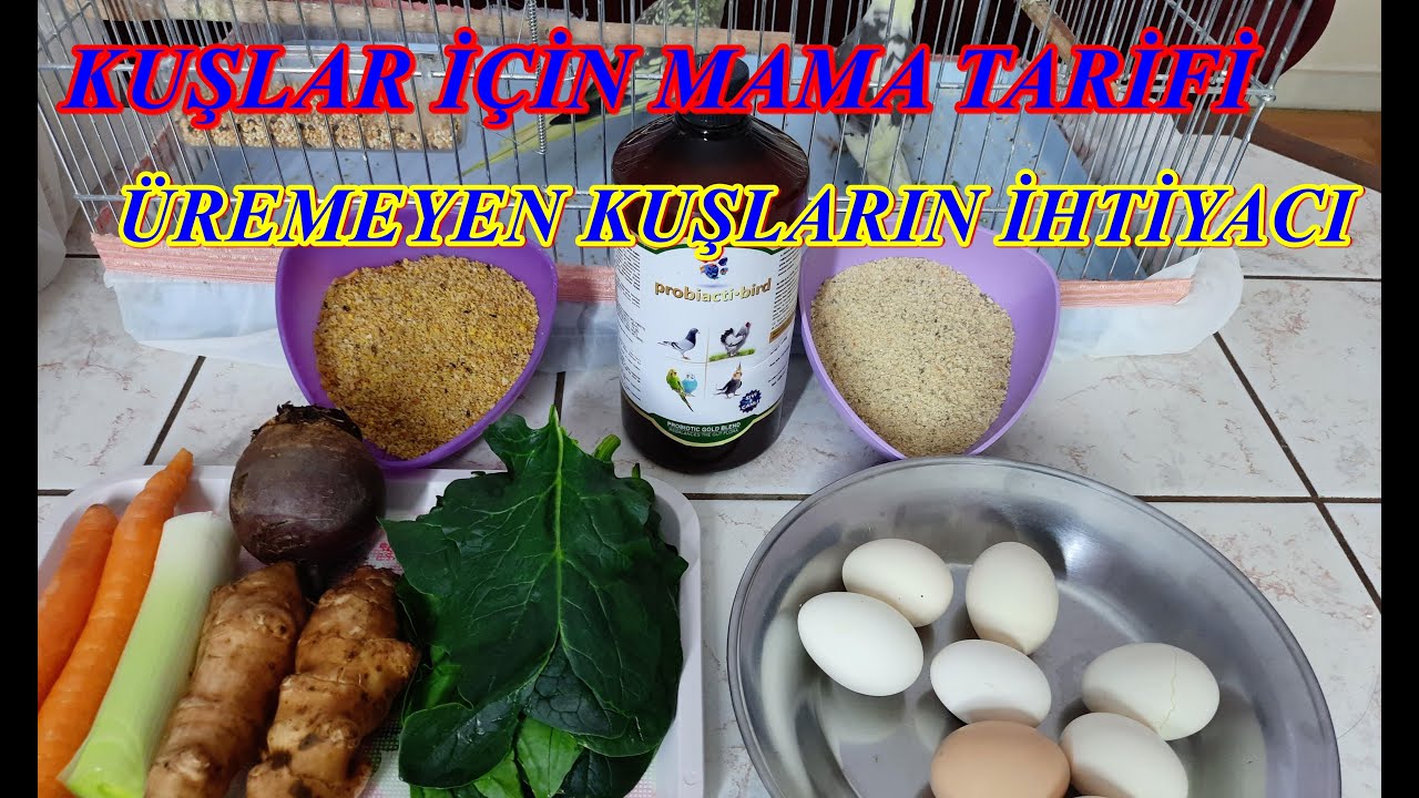 Kuşlar İçin Mama Tarifi / Kuşlara Neden Mama verilmeli? (Bu mamayı yiyen kuşlar garanti ürer)