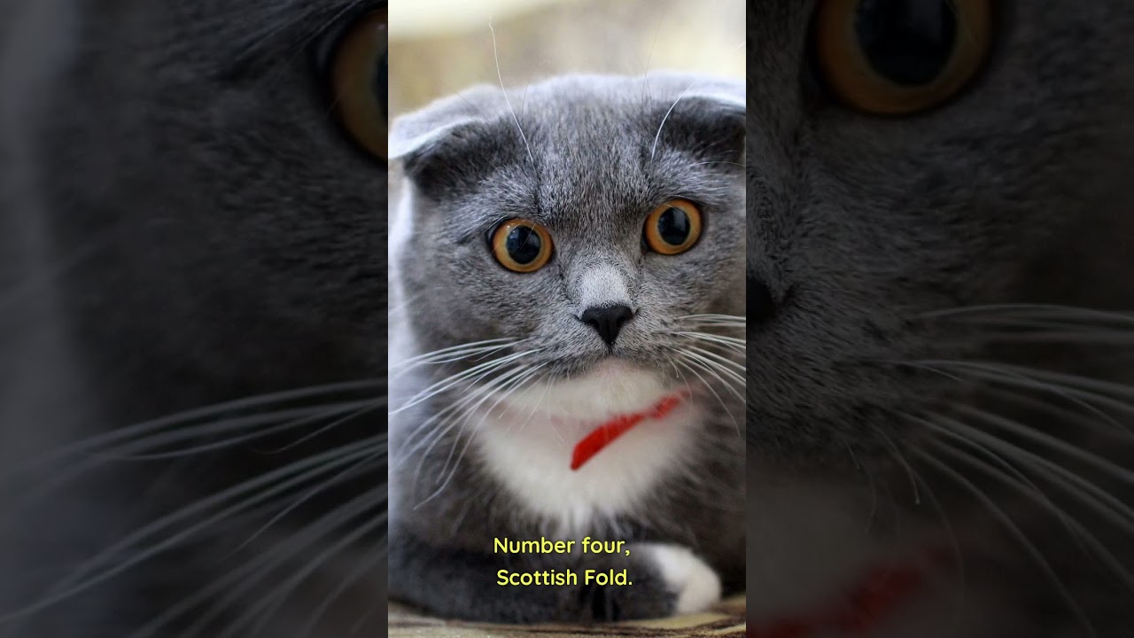 TOP 5 MOST INDEPENDENT CAT BREEEDS #shorts
