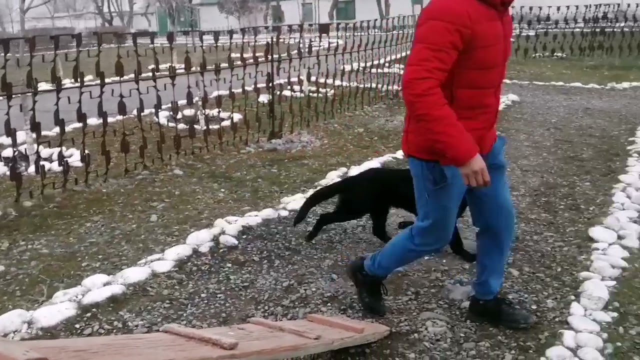 Кыргыз кинолог