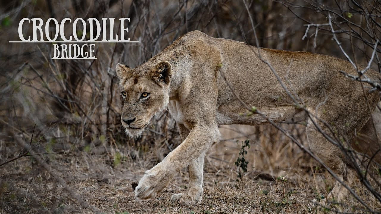 Kruger National Park: Crocodile Bridge: EP01