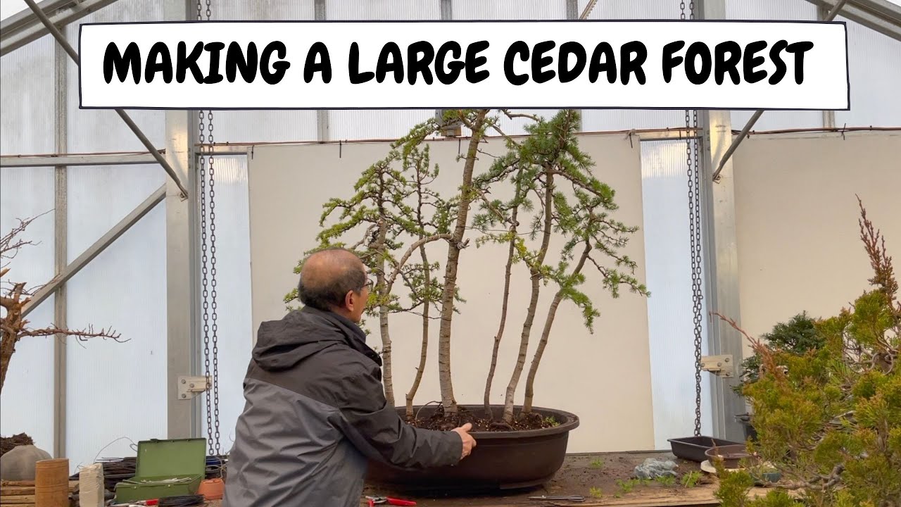 Making a Large Cedar Forest