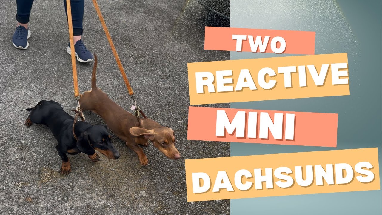 Loose Lead Walking with TWO Reactive Mini Dachshunds | Training Transformation | Session 1