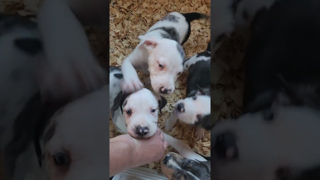 Catahoula puppies!  Hurcompany.com #hurfamilyfarm #puppy #catahoula 