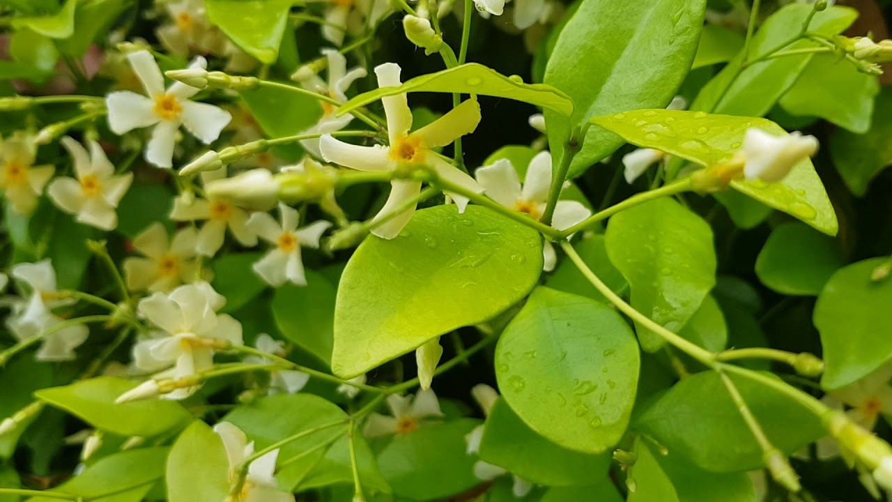 Trachelospermum Star of Toscane