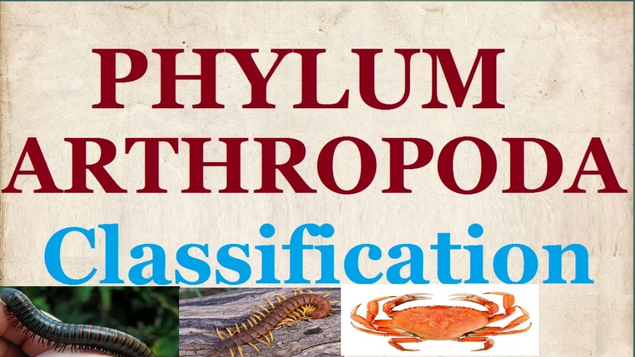 Phylum Arthropoda - Classification of Arthropoda, Arachnida, Crustacea, Insecta, Pentapoda, NCERT 11