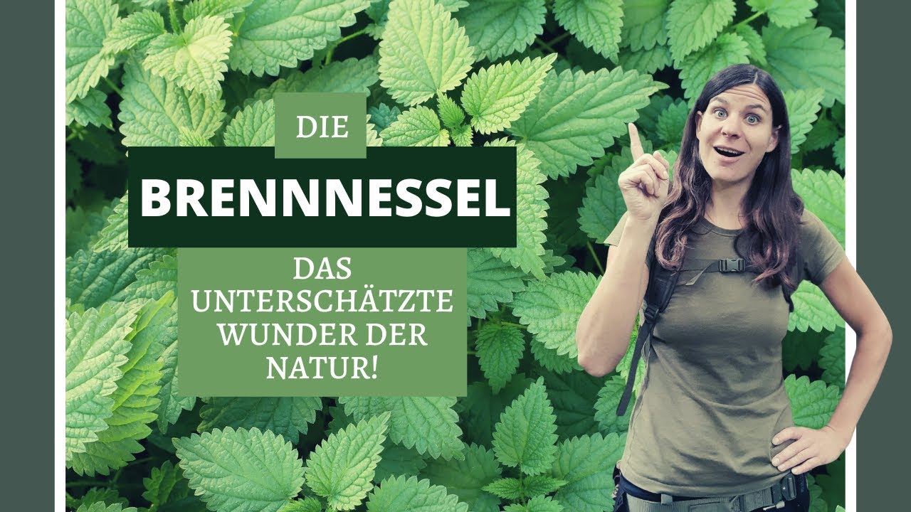 Wildkräuter-Wunder: Die erstaunliche Welt der Brennnessel