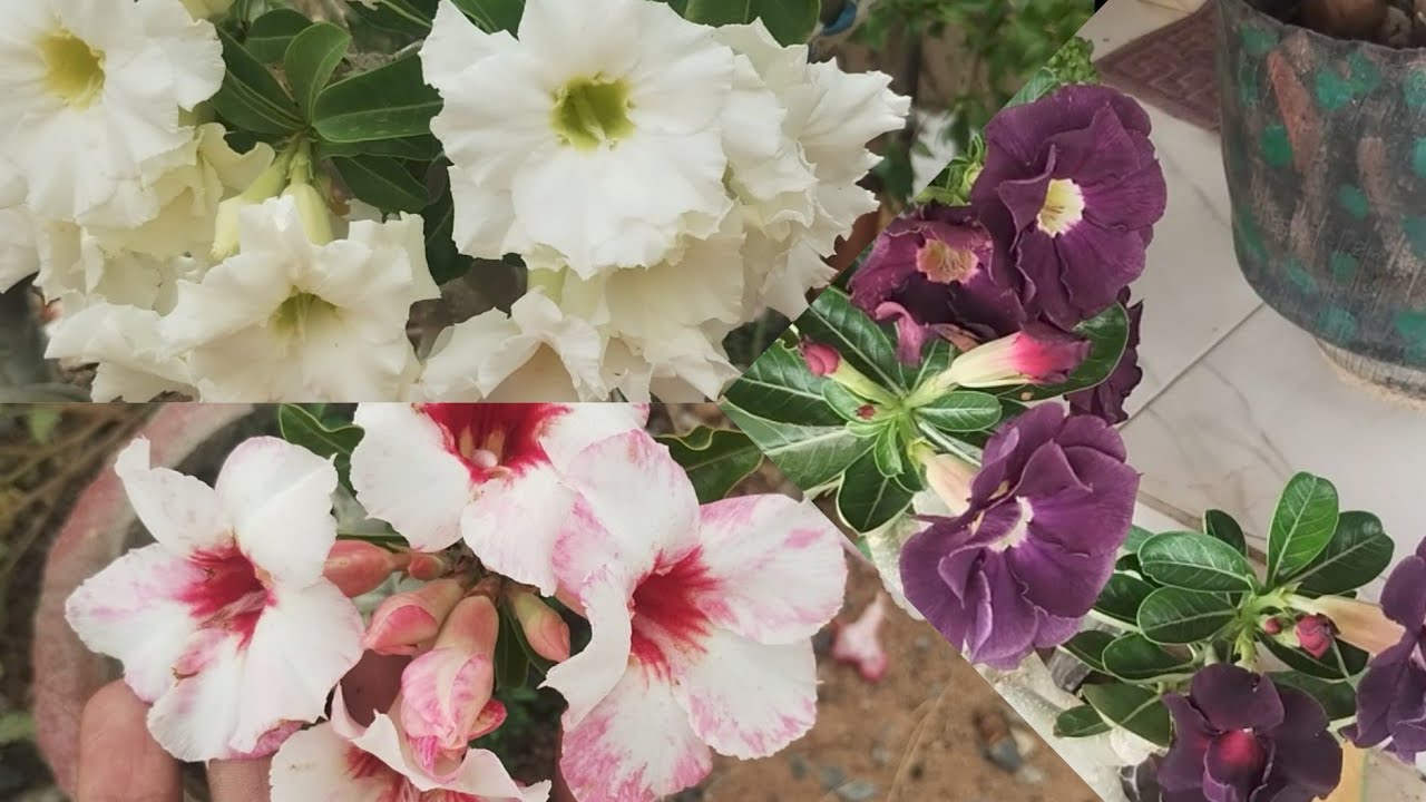 E O MEU JARDIM DAS ROSAS DO DESERTO ESTÁ LINDOO VEM VER PESSOAL 