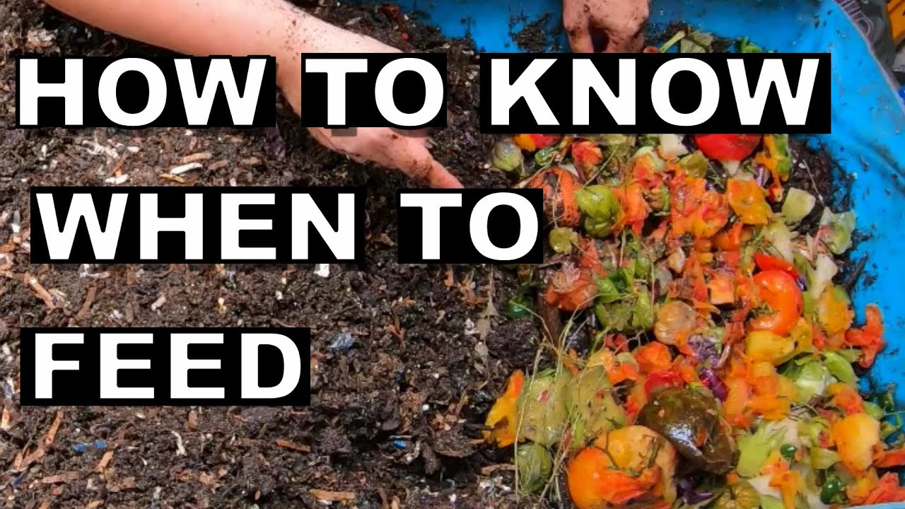 How to know when to FEED your worm bin- 55 gallon worm bin