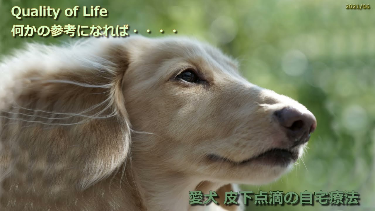 ワンコ 竜ちゃんの自宅点滴。犬の自宅皮下点滴方法の紹介