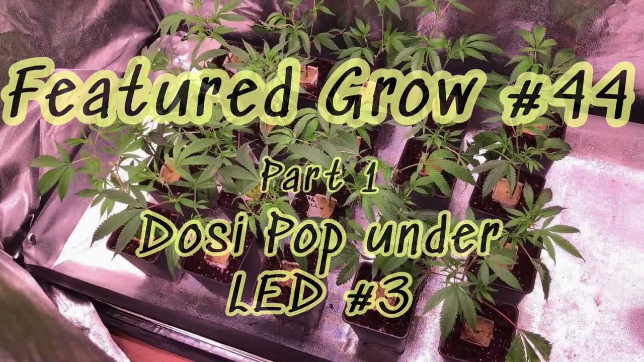 FEATURED GROW #44: DOSI POP from Seedjunky Genetics under LEDs #3 - PART 1: Beginning of veg.
