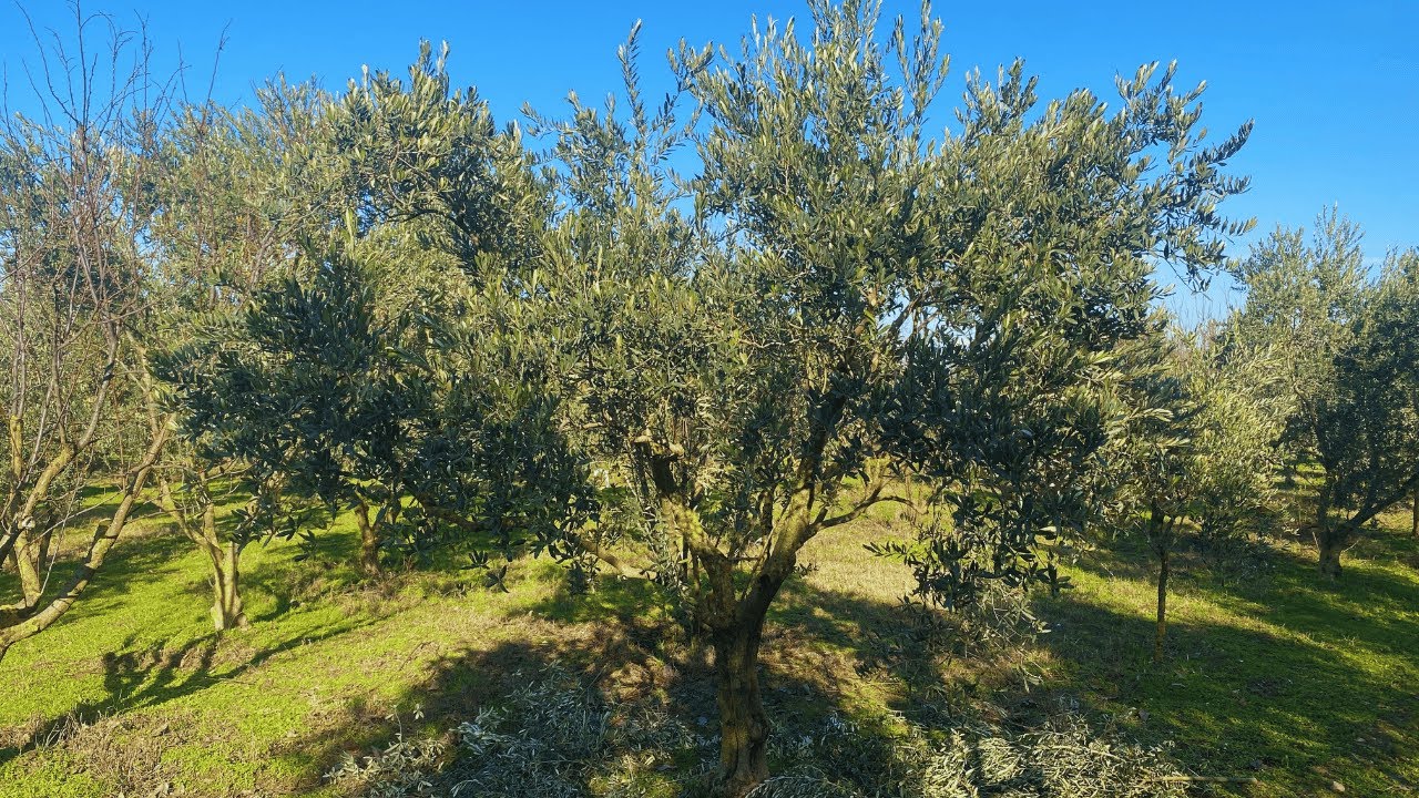 Zeytin Ağacı Nasıl Budanır: Gemlik Zeytin Budama ve Verim Arttırma Teknikleri