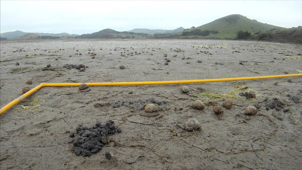 March of the Mudflats
