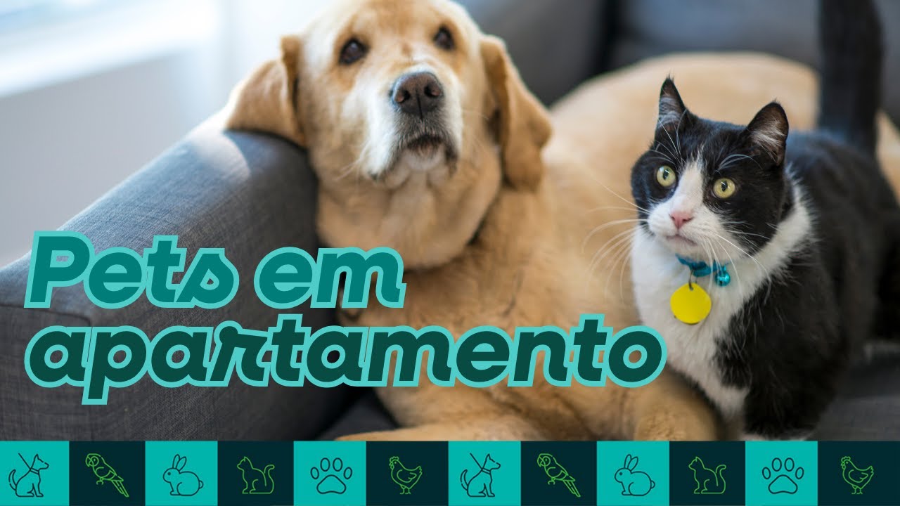 Dá pra ter cachorro e gato em casa pequena?