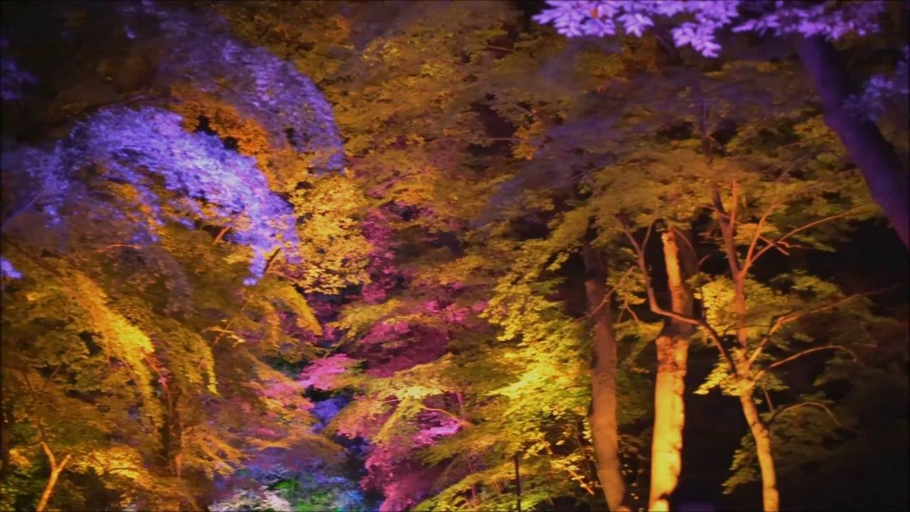 Light Festival in Tadasu no Mori, Shimogamo Shrine, Kyoto