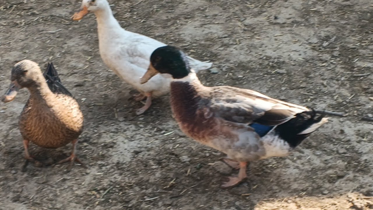 Choti patakh duck Khana kha rhi hai