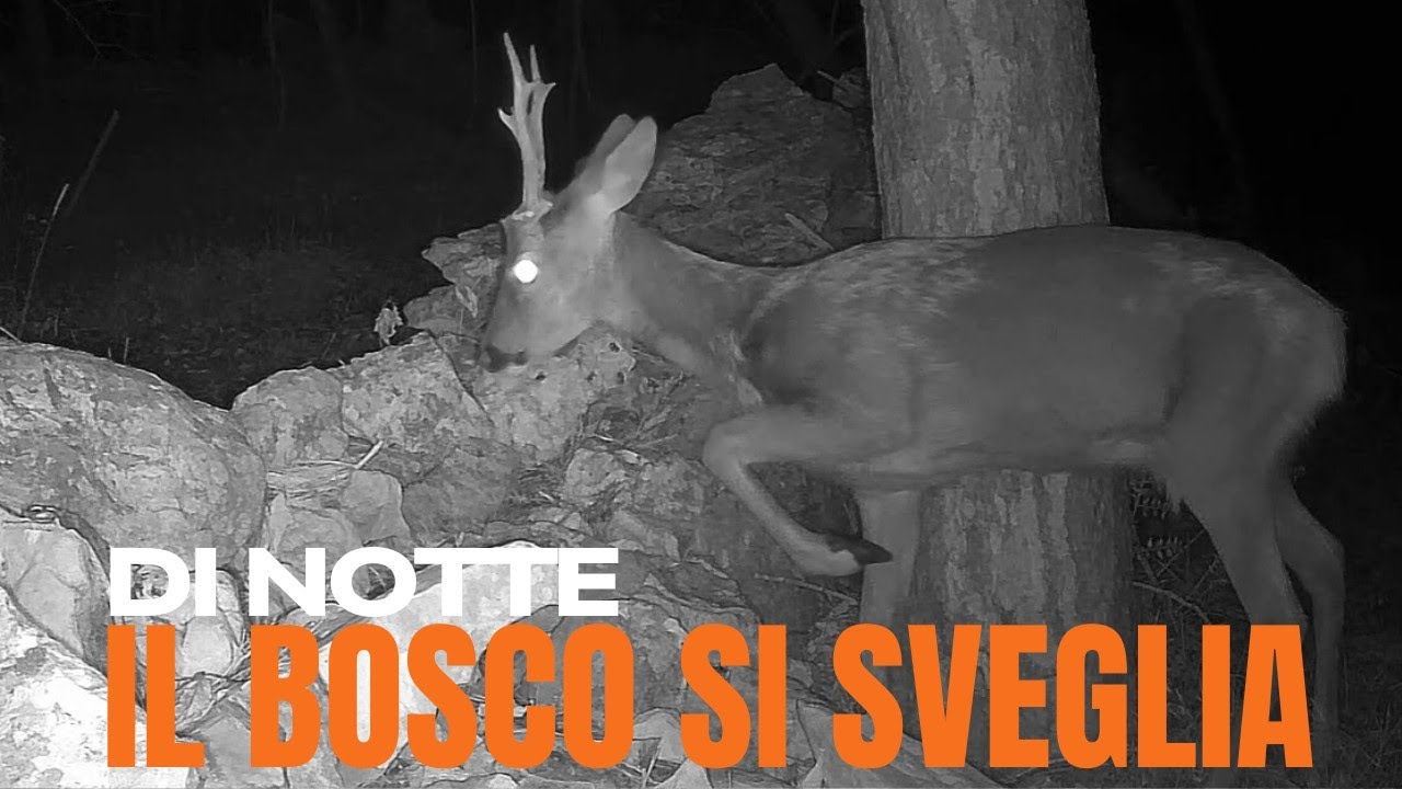 INCREDIBILE quanti animali si vedono di notte nel bosco !!!