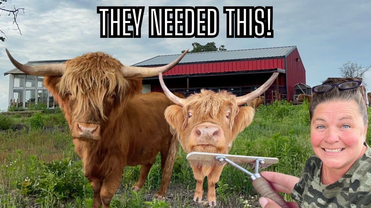Fluffy Highland Cow Care Routine | Brushing, Grooming & Fly Control