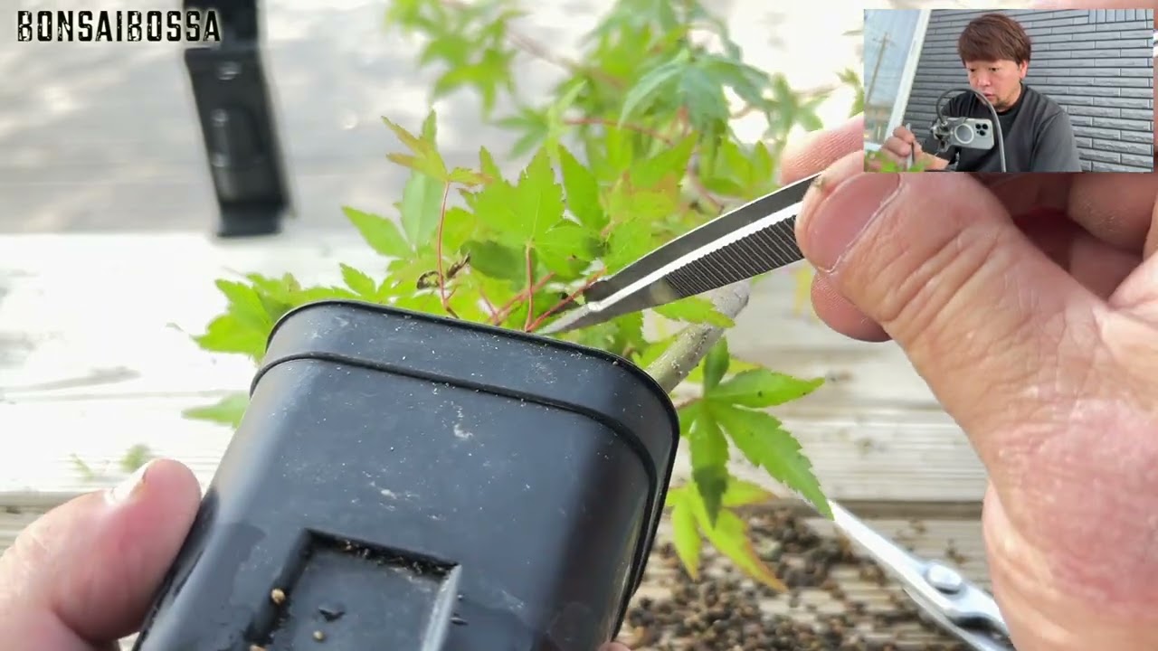 【YMJ9】根接ぎしたとこがどうなったのか #盆栽 #bonsai