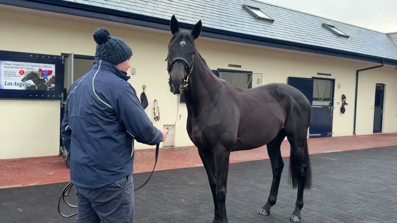 LOS ANGELES &agrave; Castlehyde Stud avec Cathal Murphy : Irish Stallion Trail