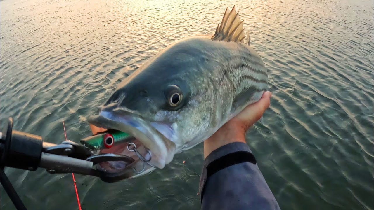 Topwater Beach Stripers and Bluefish + Squid Fishing As Waters Awaken!