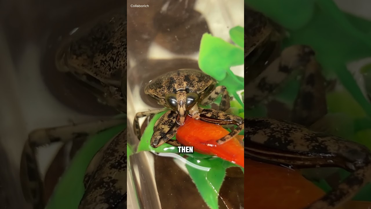 Toe Biter! The Giant Water Bug 🪲💧