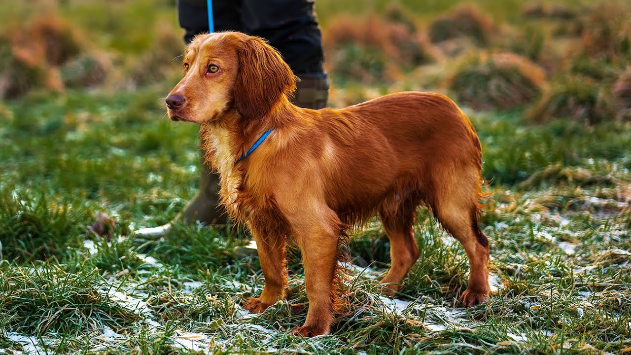 Training a Cocker Spaniel Puppy