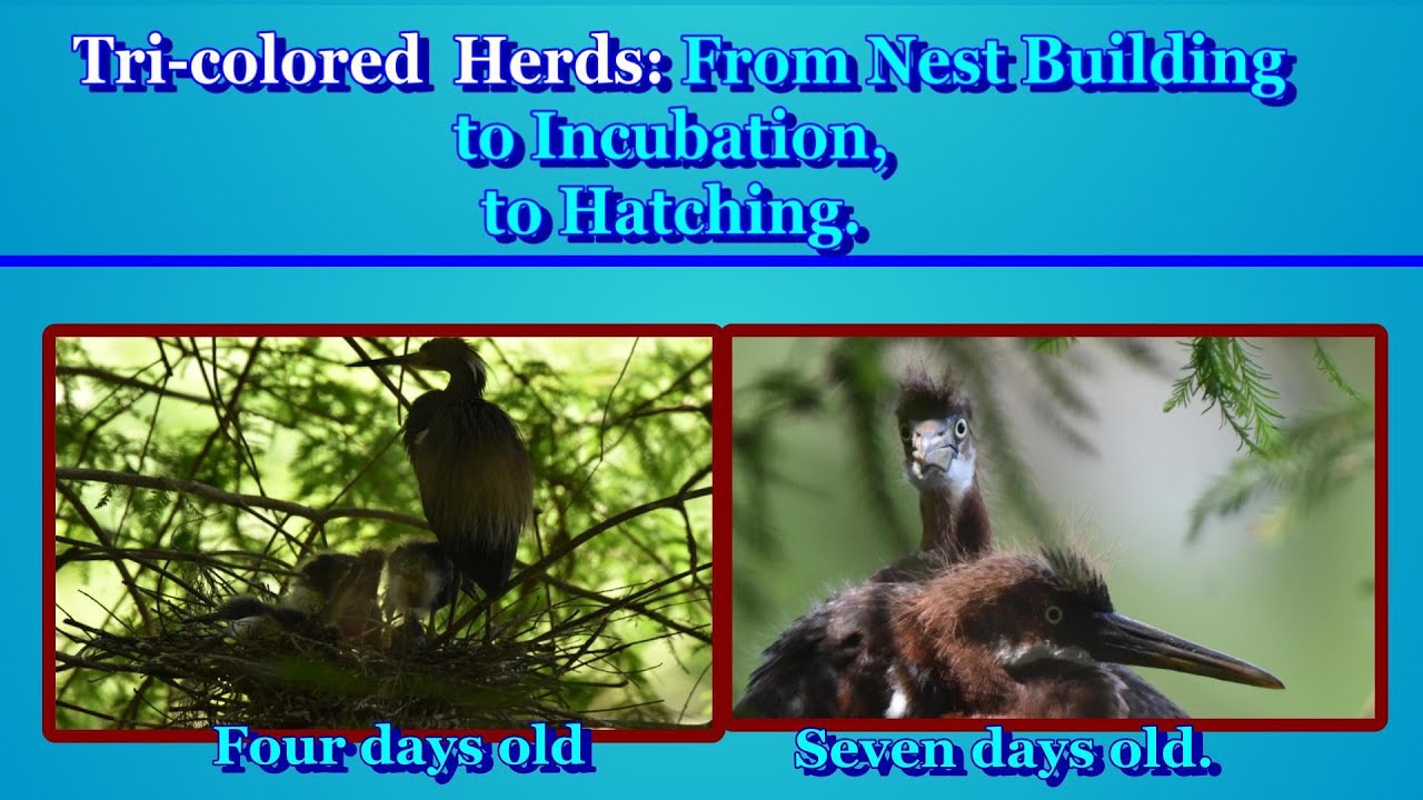 Tri-colored Heron Up Close & Personal from Nest Building to Incubation, to Hatching.