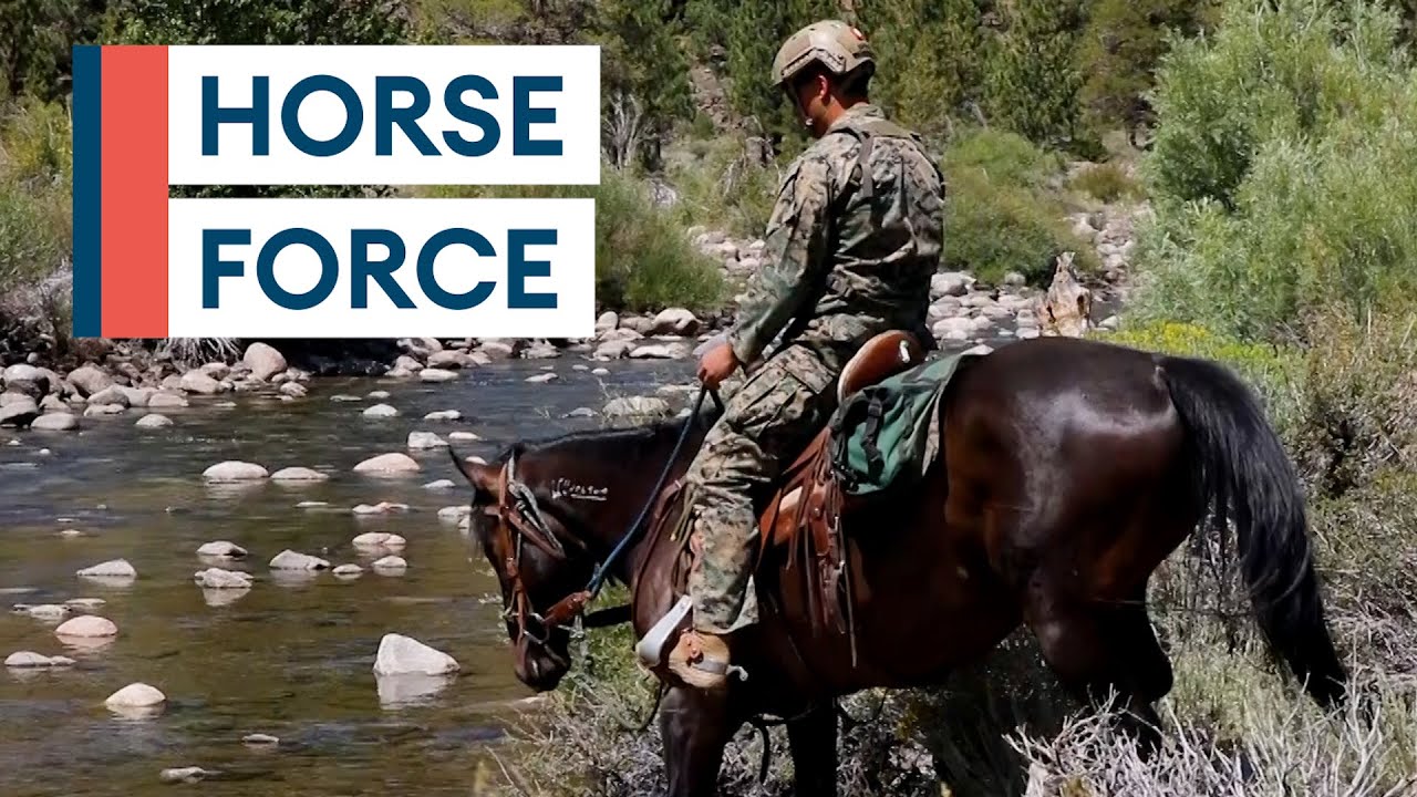 Four-legged Jeep: Why US Marines still use animals in war