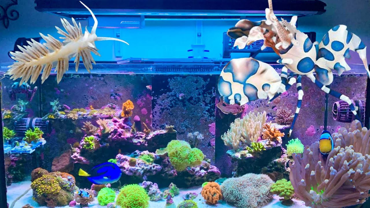 Reef Tank Update 10/17/22- Berghia Breeding Tank, Green Hair Algae Problem