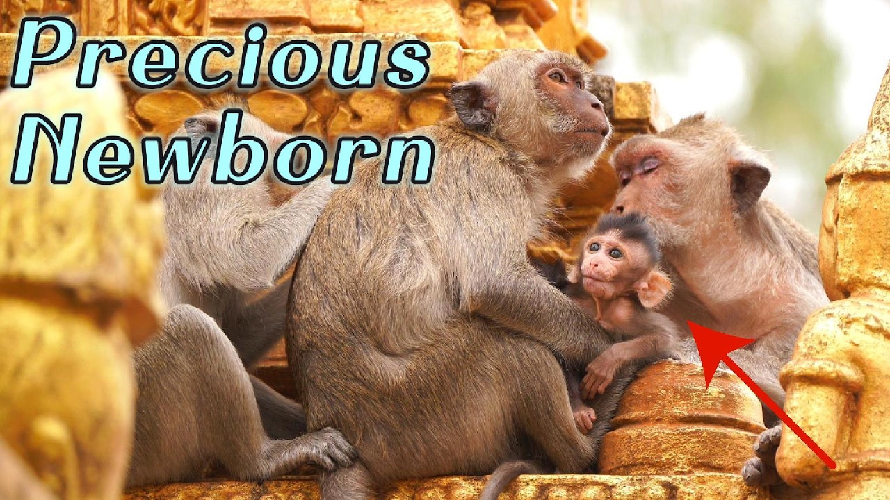 🔴Mama Monkey Ramy’s Newborn Baby Update | Long-Tailed Macaque Mother and Baby Moments