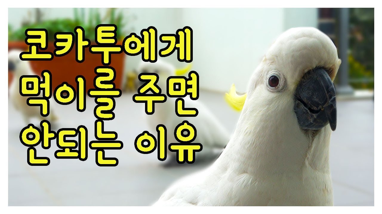 코카투에게 먹이를 주면 안되는 이유 (4K)