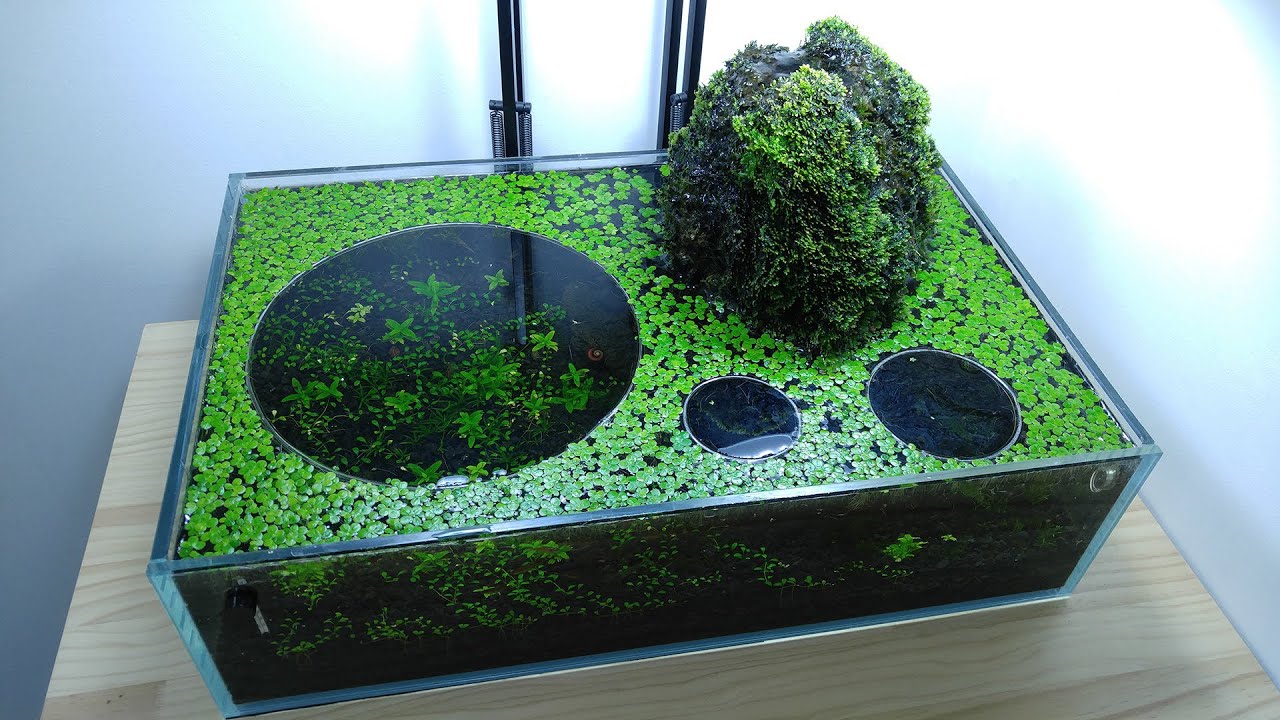 #3 Volcano Filter Betta Tank (Dante Eats Too Many Shrimps) YES filter, NO CO2, NO Ferts 7.6 Gallon