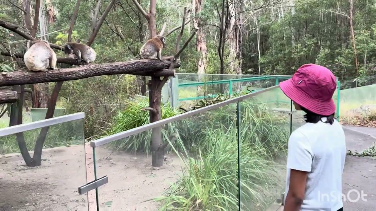 Koalas in Tidbinbilla Nature Reserve - Australia