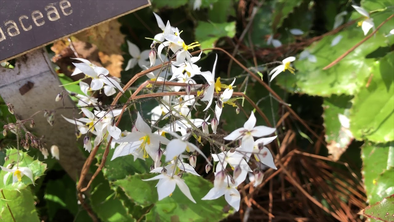 Spring Ephemerals at Lewis Ginter Botanical Garden