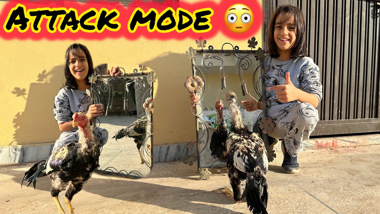Aseel Murga Mirror Test | Kya Sheru Ne Khud Ko Pehchana🪞🐓