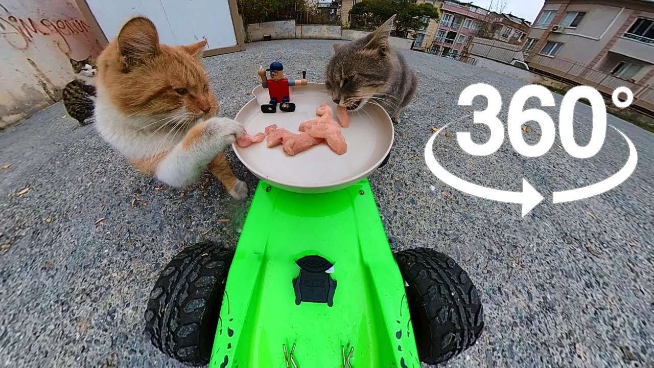 360&deg; Cat Adventure: Food Service to Cats with RC Car 🚗🍽️🐱