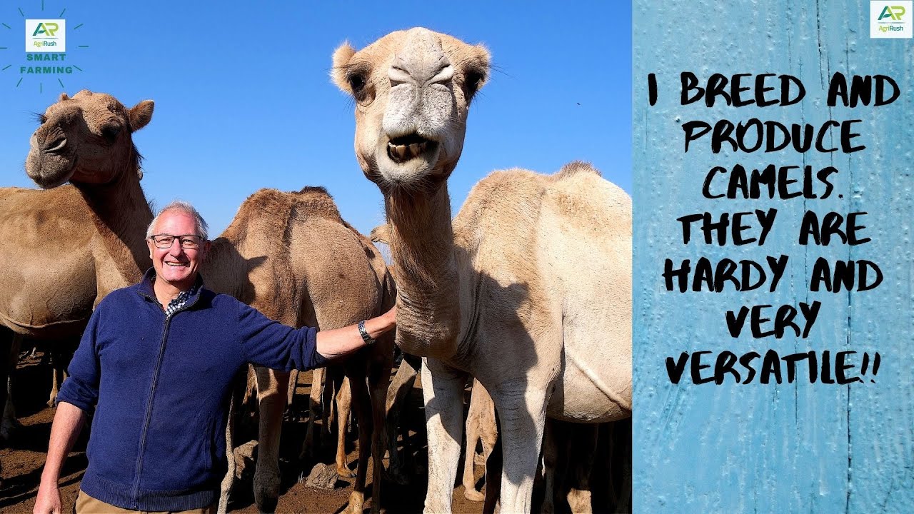 How I started camel farming & the many opportunities in camel farming than in dairy farming