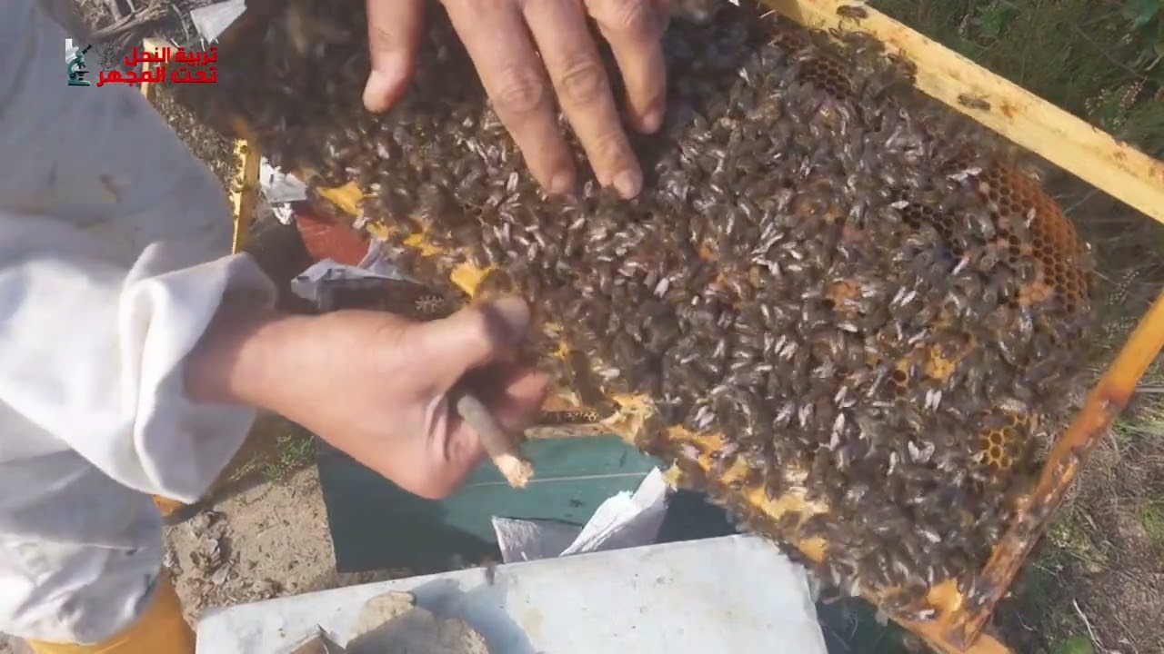 زيارة خلية 3 مراقبة المخزون و صحة النحل 12 01 2025 #تربية_النحل #bee #عسل #مربي_نحل