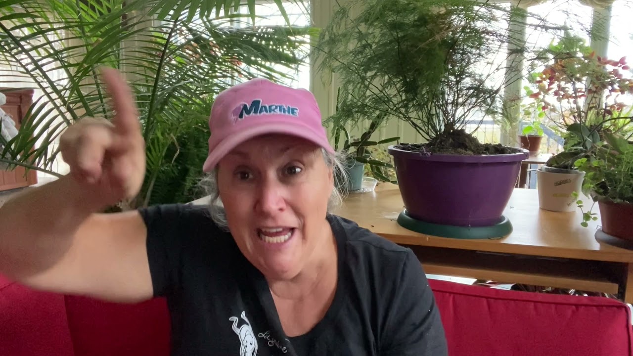 Y a-t-il des pucerons sur les plantes que vous avez rentrées?😱 Capsule horticole Marthe Laverdière