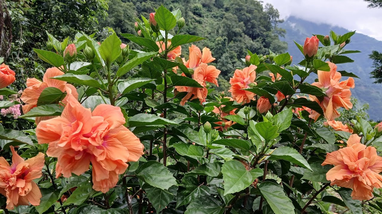 Hibiscus Flower Bloom - Season 2/ Back with More Blooms