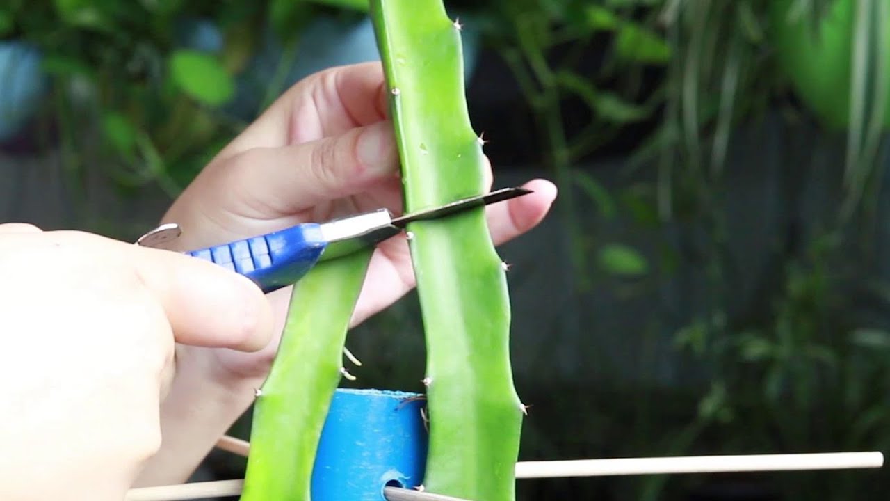 盆栽火龙果，及时在这个位置“砍一刀”后，再补点它，分枝多又壮
