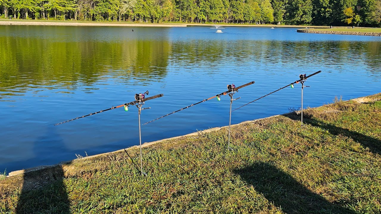 Live fishing for big carp and catfish