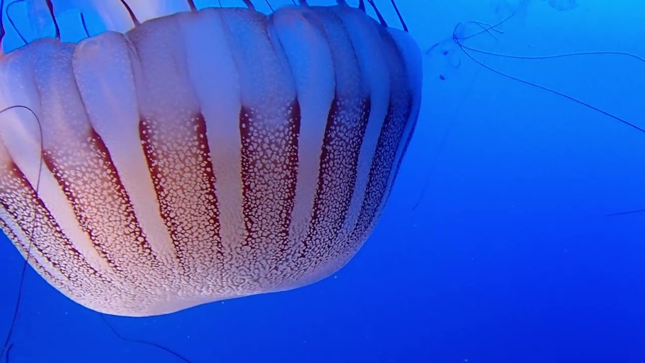 South American Sea Nettle (Chrysaora plocamia)