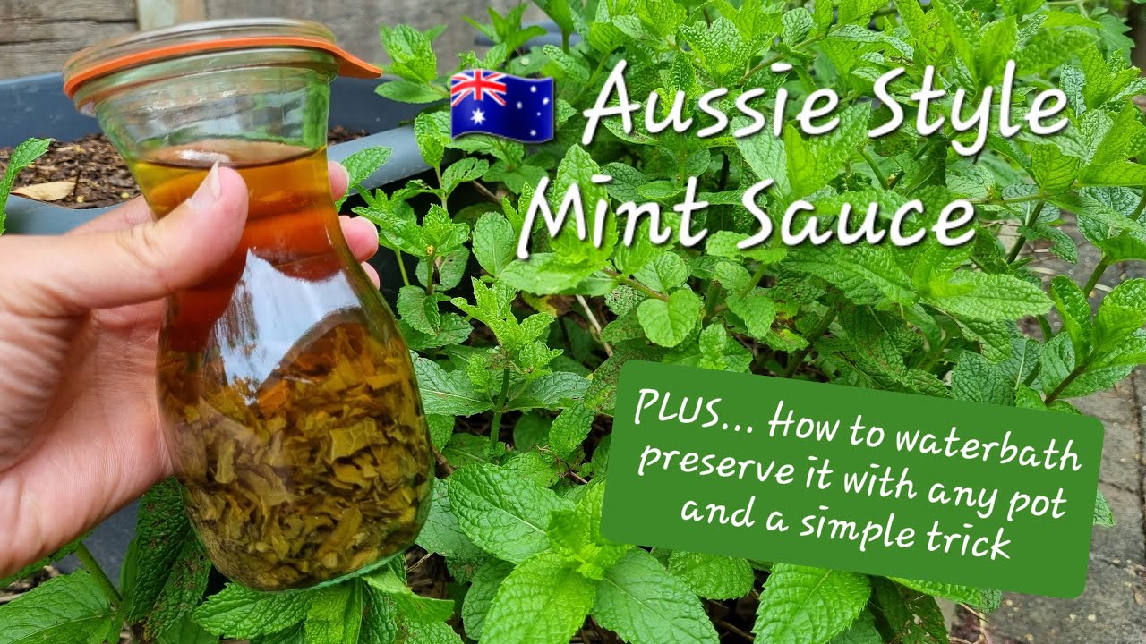 How to make MINT SAUCE Aussie Style! For fresh use or shelf preserves PLUS a waterbath canning hack!