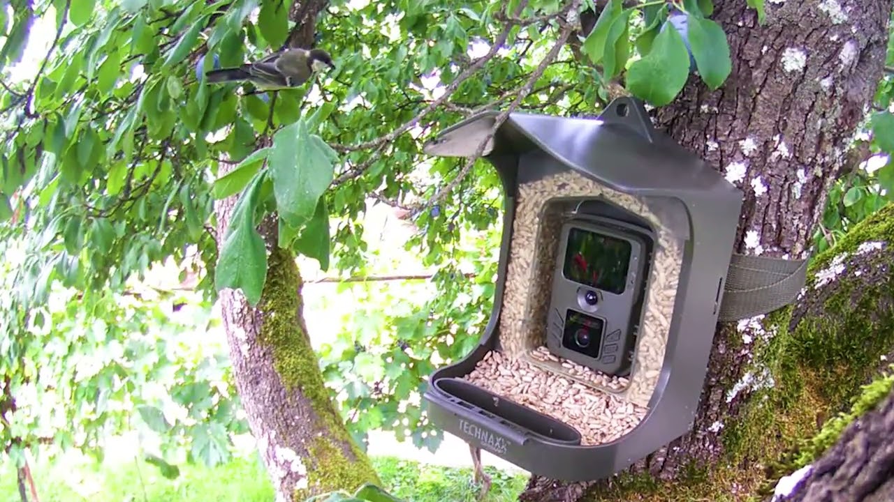 Great Tit on Tree Feeder | Bird Cam #301