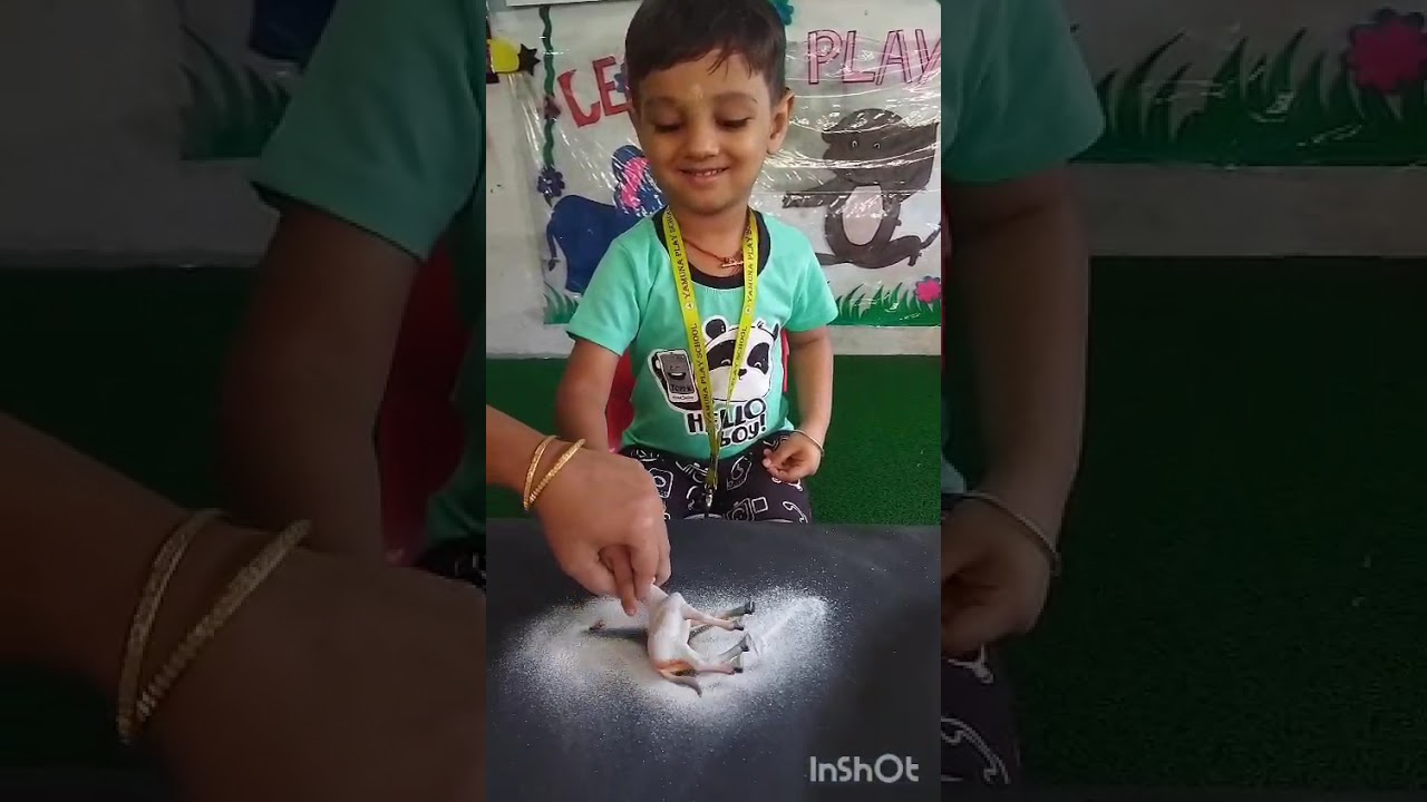Shadow art activity using animal figures.
