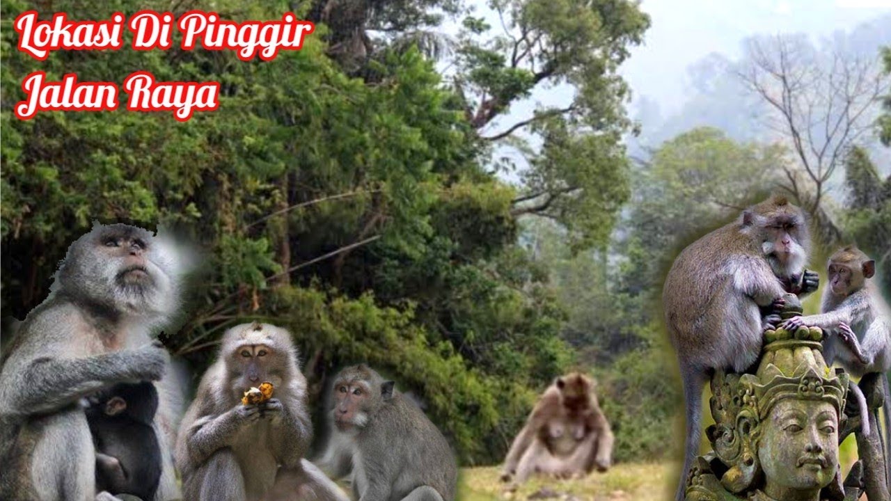 NGASIH MAKAN MONYET LIAR SECARA LANGSUNG DI TEMPAT WISATA INI
